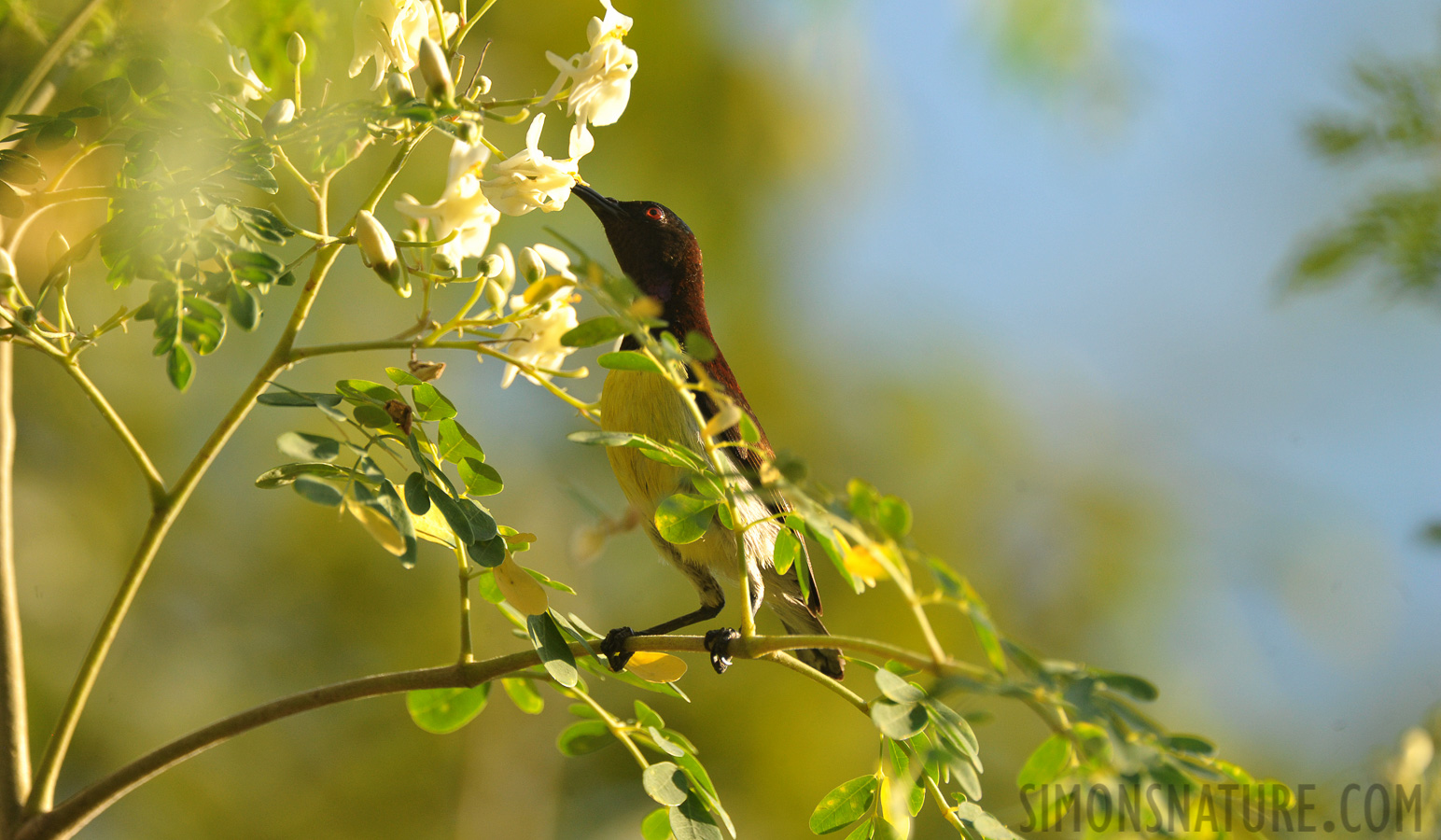 Leptocoma zeylonica zeylonica [550 mm, 1/1000 Sek. bei f / 8.0, ISO 1600]